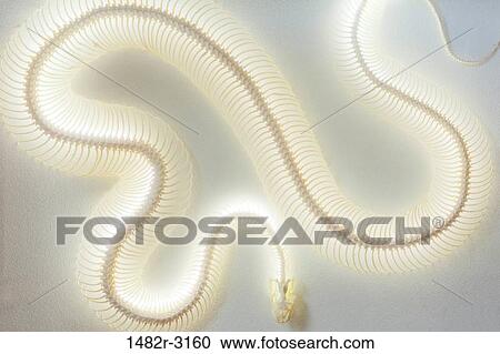 Snake skeleton View Large Photo Image Stock Image - Snake skeleton. Fotosearch