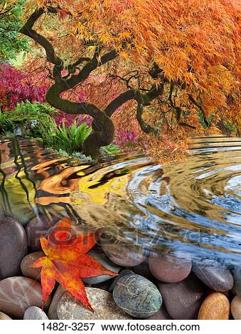 Stones, rippled pool and Japanese Maple Tree (digital composite) View Large Photo Image Stock Photo - Stones, rippled pool and Japanese Maple Tree (digital composite). Fotosearch