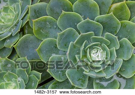 Stock Photo - Succulent plant with dew drops. Fotosearch