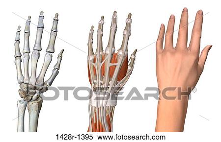 Stock Photography - Three views of the female hand anatomy: skeletal, muscular, and skin. Close up, detailed anatomy, full color 3D illustration on white background. Fotosearch