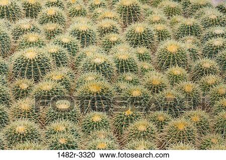 USA, Arizona, Tucson, Cactus at Bach's Cactus Nursery View Large Photo Image Stock Image - USA, Arizona, Tucson, Cactus at Bach's Cactus Nursery. Fotosearch
