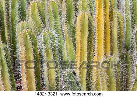 USA, Arizona, Tucson, Cactus at Bach's Cactus Nursery View Large Photo Image Stock Image - USA, Arizona, Tucson, Cactus at Bach's Cactus Nursery. Fotosearch