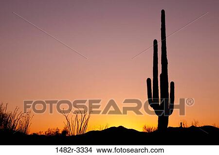 USA, Arizona, Tucson, Saguaro National Park, Saguaro Cactus at Sunset View Large Photo Image Picture - USA, Arizona, Tucson, Saguaro National Park, Saguaro Cactus at Sunset. Fotosearch