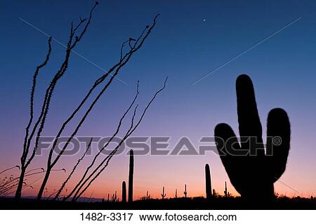 Stock Photo - USA, Arizona, Tucson, Saguaro National Park, Rincon Mountain District. Fotosearch