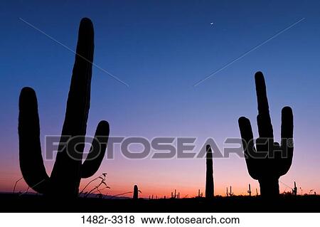 Stock Photo - USA, Arizona, Tucson, Saguaro National Park, Rincon Mountain District. Fotosearch