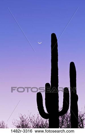 Stock Photograph - USA, Arizona, Tucson, Saguaro National Park, Saguaro Cactus. Fotosearch