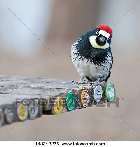 USA, California, Acorn Woodpecker on picnic table, San Antonio Reservoir View Large Photo Image Stock Photograph - USA, California, Acorn Woodpecker on picnic table, San Antonio Reservoir. Fotosearch