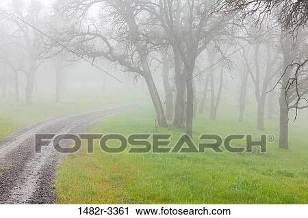 Stock Image - USA, California, Bullion Mountain, Mount Bullion, View of Oak Trees in Fog. Fotosearch