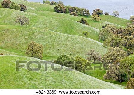 USA, California, Carson Hill, New Melones Lake, Rural scene with Oaks View Large Photo Image Stock Photo - USA, California, Carson Hill, New Melones Lake, Rural scene with Oaks. Fotosearch