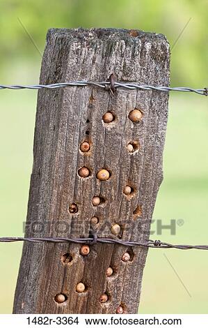USA, California, Chinese Camp, Old Don Pedro Road, close-up of wooden fence part View Large Photo Image Picture - USA, California, Chinese Camp, Old Don Pedro Road, close-up of wooden fence part. Fotosearch