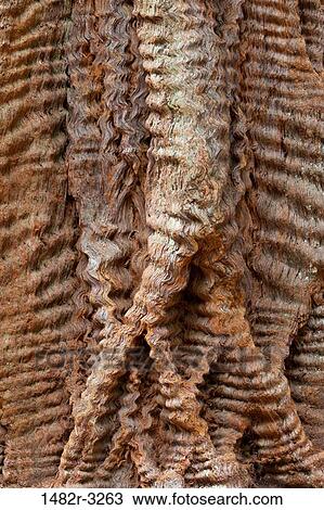 USA, California, Close up of Redwood bark, Big Basin Redwoods State Park View Large Photo Image Stock Image - USA, California, Close up of Redwood bark, Big Basin Redwoods State Park. Fotosearch