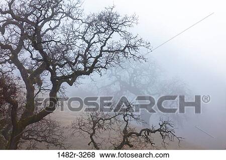 USA, California, Foggy Morning, Henry W. Coe State Park View Large Photo Image Stock Photo - USA, California, Foggy Morning, Henry W. Coe State Park. Fotosearch