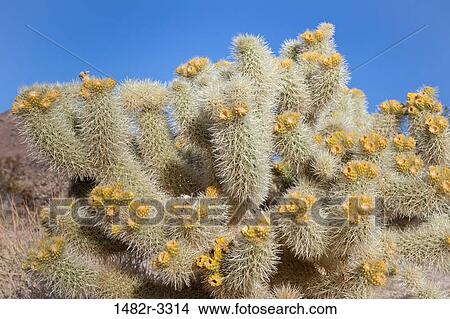 Picture - USA, California, Joshua Tree National Park, Cholla Cactus. Fotosearch