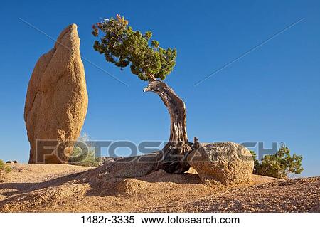 Stock Photography - USA, California, Joshua Tree National Park. Fotosearch