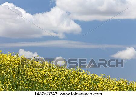 USA, California, Landscape with Fields near Bakersfield View Large Photo Image Stock Photo - USA, California, Landscape with Fields near Bakersfield. Fotosearch