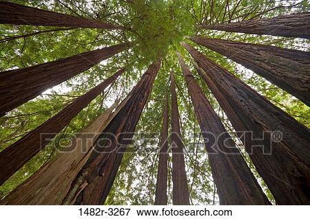 Stock Photo - USA, California, Looking up at Redwood Trees, Big Basin Redwoods State Park. Fotosearch
