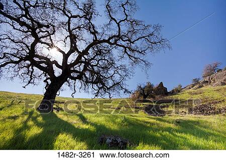 USA, California, Oak Tree, Black Butte Lake Recreation Area View Large Photo Image Stock Image - USA, California, Oak Tree, Black Butte Lake Recreation Area. Fotosearch