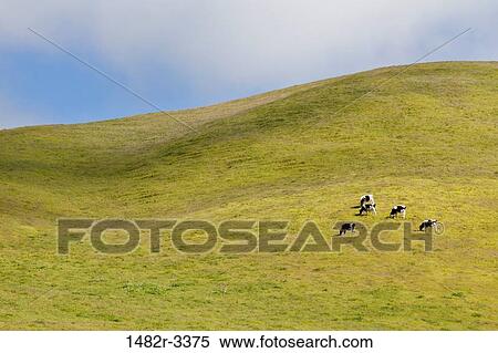 Stock Photography - USA, California, Olema, Farm fields. Fotosearch