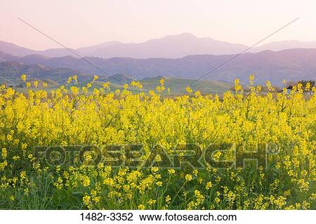 USA, California, Porterville, Lake Success, Landscape with meadow View Large Photo Image Stock Image - USA, California, Porterville, Lake Success, Landscape with meadow. Fotosearch