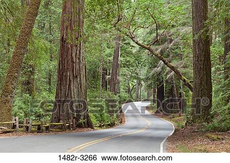 Stock Photograph - USA, California, Road through Big Basin Redwoods State Park. Fotosearch