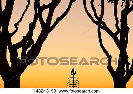 USA, California, San Diego, Trees and Fish Sculpture at sunset View Large Photo Image Stock Photo - USA, California, San Diego, Trees and Fish Sculpture at sunset. Fotosearch