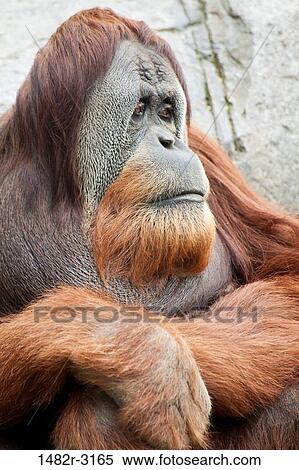 USA, California, San Diego Zoo, Old Orangutan View Large Photo Image Stock Photography - USA, California, San Diego Zoo, Old Orangutan. Fotosearch