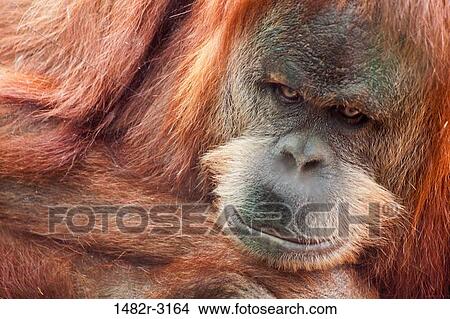 USA, California, San Diego Zoo, Orangutan View Large Photo Image Picture - USA, California, San Diego Zoo, Orangutan. Fotosearch