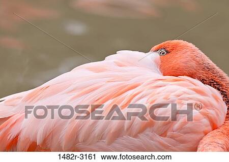 USA, California, San Diego Zoo, Flamingo grooming View Large Photo Image Stock Image - USA, California, San Diego Zoo, Flamingo grooming. Fotosearch