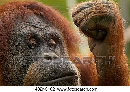 USA, California, San Diego Zoo, Orangutan View Large Photo Image Stock Image - USA, California, San Diego Zoo, Orangutan. Fotosearch
