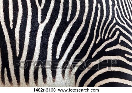 Stock Image - USA, California, San Diego Zoo, Zebra stripes. Fotosearch