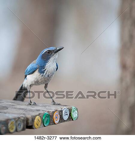 Stock Photo - USA, California, Scrub Jay on picnic table, San Antonio Reservoir. Fotosearch