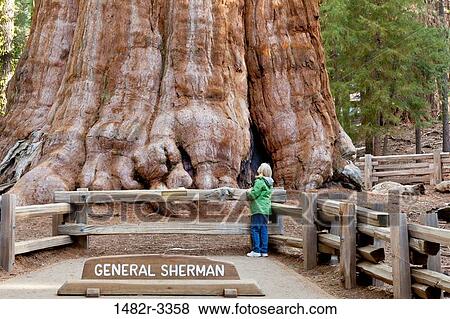 USA, California, Sequoia National Park, Woman looking at General Sherman tree View Large Photo Image Stock Photo - USA, California, Sequoia National Park, Woman looking at General Sherman tree. Fotosearch