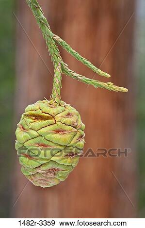 Stock Photo - USA, California, Sequoia National Park, Close-up of Sequoia Cone. Fotosearch