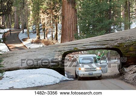 Stock Photograph - USA, California, Sequoia National Park, Front view of car driving through tree. Fotosearch