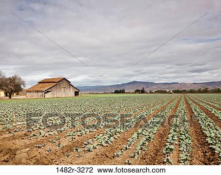 USA, California, Soledad, Field of cabbage View Large Photo Image Stock Image - USA, California, Soledad, Field of cabbage. Fotosearch