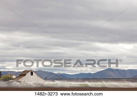 USA, California, Soledad, Field of cabbage View Large Photo Image Stock Image - USA, California, Soledad, Field of cabbage. Fotosearch