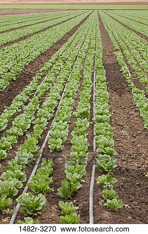 USA, California, Soledad, Lettuce crop View Large Photo Image Stock Image - USA, California, Soledad, Lettuce crop. Fotosearch