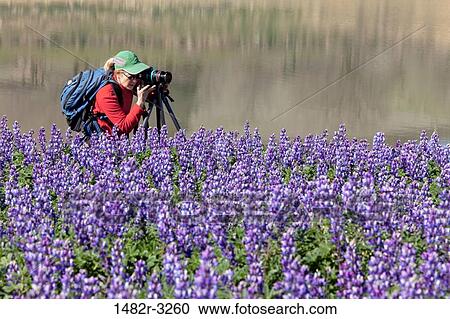 USA, California, Woman photographing Lupine, Black Butte Lake Recreation Area View Large Photo Image Stock Image - USA, California, Woman photographing Lupine, Black Butte Lake Recreation Area. Fotosearch