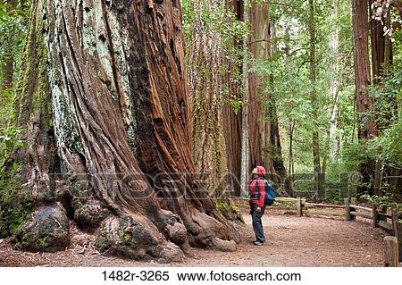 USA, California, Woman viewing Redwood tree, Big Basin Redwood State Park View Large Photo Image Stock Photography - USA, California, Woman viewing Redwood tree, Big Basin Redwood State Park. Fotosearch