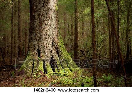 USA, Washington State, Big Sitka Spruce Tree, Near La Push View Large Photo Image Stock Image - USA, Washington State, Big Sitka Spruce Tree, Near La Push. Fotosearch
