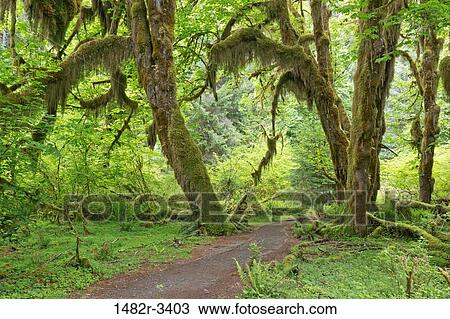 Stock Image - USA, Washington State, Hall of Mosses Trail, Hoh River Rainforest, Olympic National Park. Fotosearch
