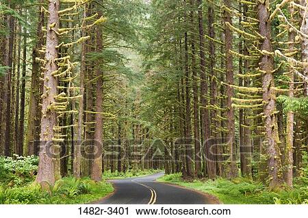 Stock Image - USA, Washington State, Hoh River Road, Hoh River Rainforest, Olympic National Park. Fotosearch