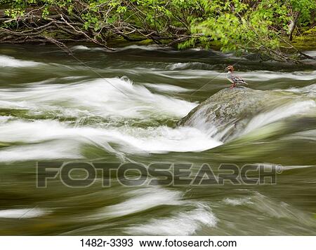 USA, Washington State, Icicle River, Red-headed merganser standing on rock View Large Photo Image Stock Image - USA, Washington State, Icicle River, Red-headed merganser standing on rock. Fotosearch