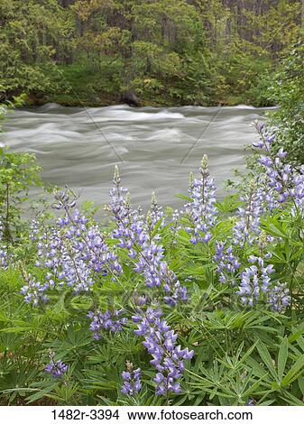 USA, Washington State, Lupine, Icicle Creek near Leavenworth View Large Photo Image Picture - USA, Washington State, Lupine, Icicle Creek near Leavenworth. Fotosearch