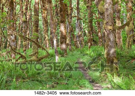 Stock Photography - USA, Washington State, Quinault River Valley, Olympic National Park. Fotosearch