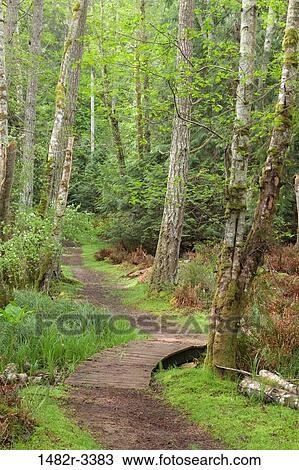 USA, Washington State, San Juan Islands, Spieden Island, Path in forest View Large Photo Image Stock Image - USA, Washington State, San Juan Islands, Spieden Island, Path in forest. Fotosearch