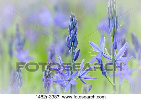 Stock Photo - USA, Washington State, San Juan Islands, Yellow Island Nature Conservancy, Close-up of Camas. Fotosearch