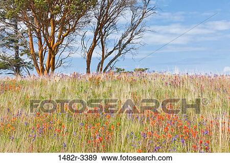 USA, Washington State, San Juan Islands, Yellow Island Nature Conservancy, Fields of flowers and Madrone trees View Large Photo Image Stock Photo - USA, Washington State, San Juan Islands, Yellow Island Nature Conservancy, Fields of flowers and Madrone trees. Fotosearch