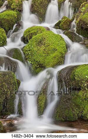 Picture - USA, Washington State, Unnamed Stream, Quinault River Valley, Olympic National Park. Fotosearch