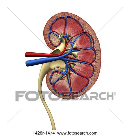 Picture - Cross-section of human kidney, veins, arteries, ureter. Fotosearch